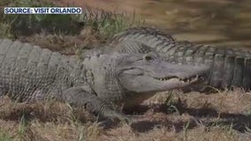 What to do for Spring Break in Central Florida