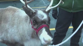 See the reindeer at Skating with Santa