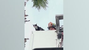 Cat rescued after getting stuck in 40-foot palm tree