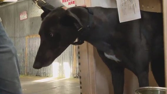 East Bay rescue group welcomes racing greyhounds to help them find new homes
