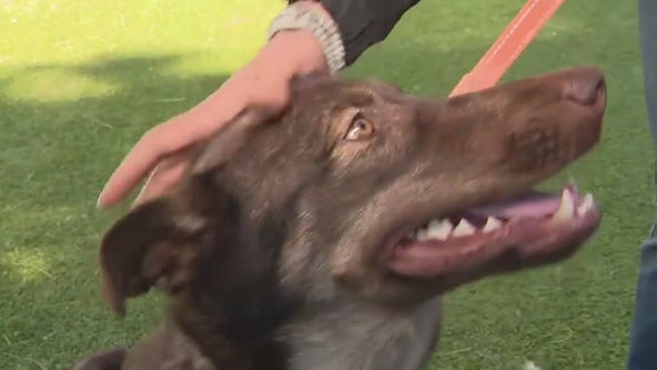 National Adopt a Shelter Pet Day on April 30th