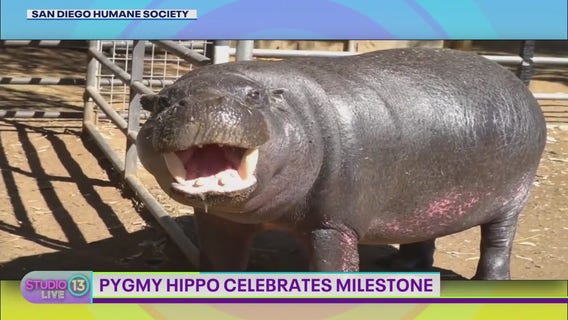 San Diego pygmy hippo celebrates new milestone