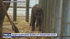 Forecasting With Friends: New Houston Zoo elephant, jaguar