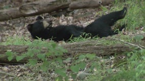 Bear sightings on the rise in New Jersey