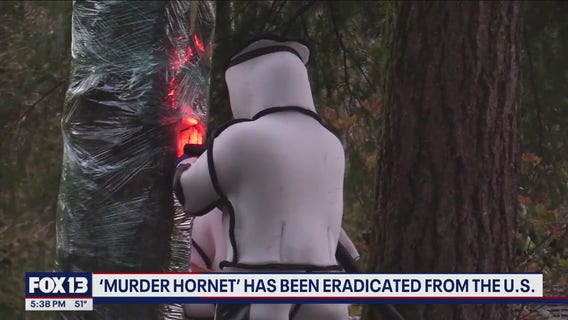 Northern giant hornet declared eradicated in WA, US, officials confirm