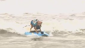 Thousands head to Pacifica to watch World Dog Surfing Championships