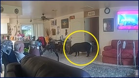 Wild boar invades Lee County home