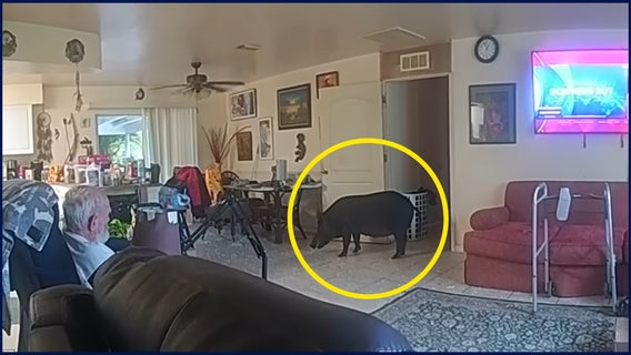Wild boar invades Lee County home