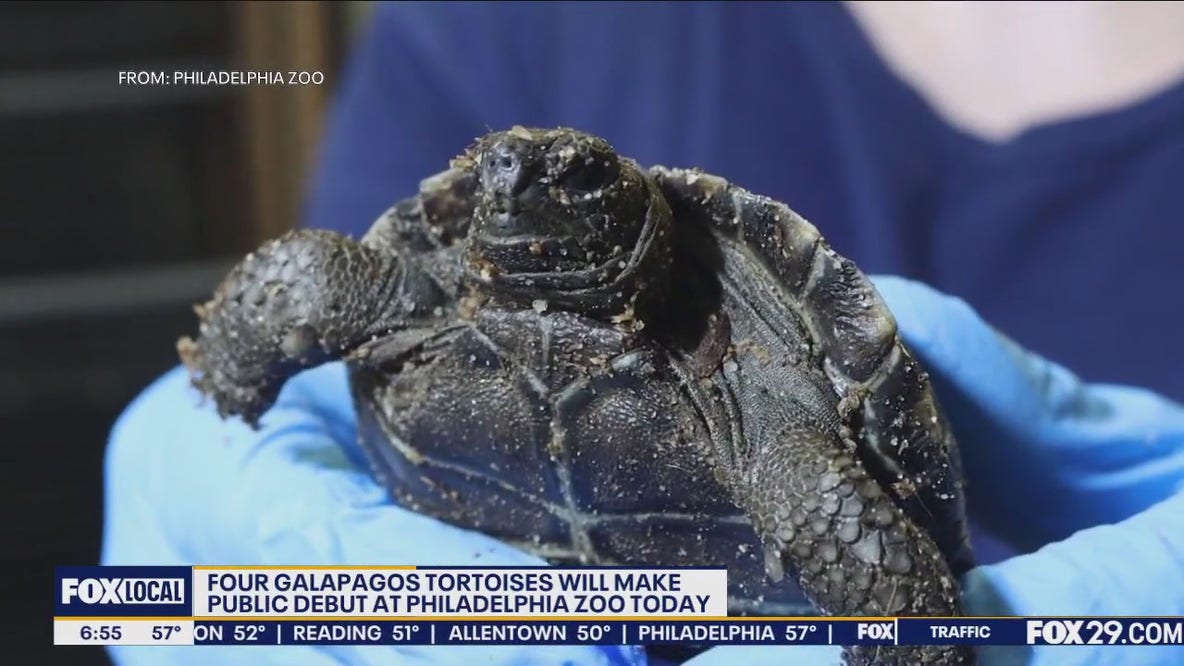Philly Zoo to introduce four Galapagos Turtles for first time in over 150 years