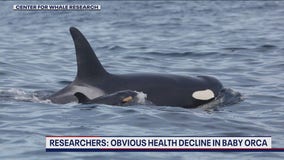 'Concerning' health decline of baby orca in WA