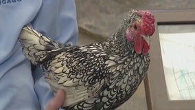 Silver sebright chickens flock together at Brookfield Zoo Chicago