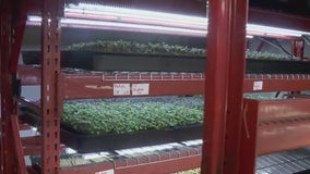 Growing microgreens in the cold Minnesota climate