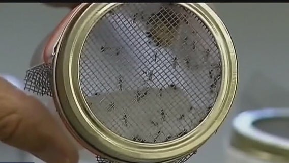 Hurricane Beryl Aftermath: Mosquito boom threatens Houston residents