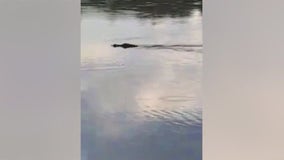 Gators take over floodwaters in Florida