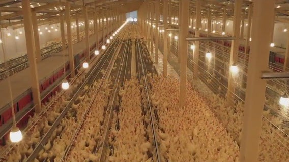 Bird flu prompts discussion on chicken vaccination