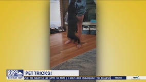 Pet Tricks for Wednesday, September 25