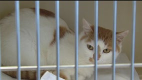 Pet owners among those worried about shutdown
