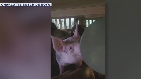 'When pigs fly': Cargo stench causes KLM flight to make unscheduled stop in Bermuda