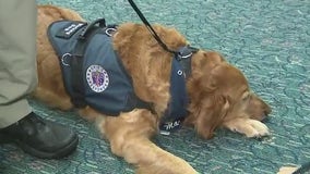 Therapy dog travels to help school shooting victims