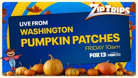 Zip Trips: Local Pumpkin Patches