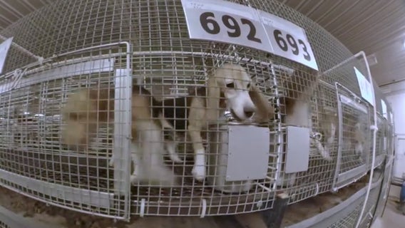 Breeder to give up license, avoid criminal charges