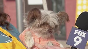 Walk for Animals 2025: How volunteers make it possible