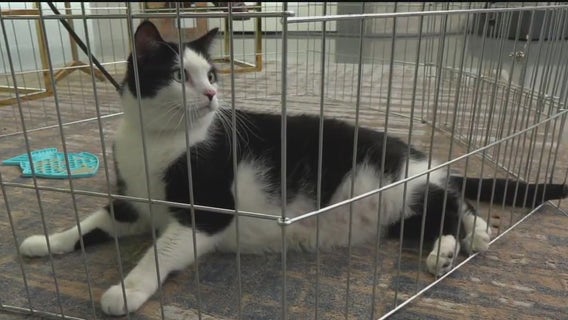 Temporary pet care for domestic violence victims