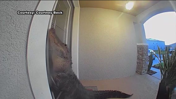 Gator claws at Wesley Chapel family’s door, “It was a huge guy"