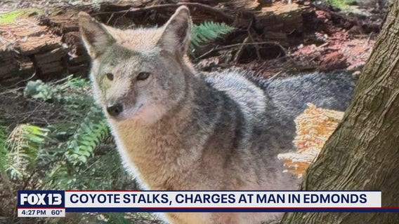 Coyote stalks, charges man in Edmonds