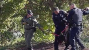 SFPD search for dogs' owner after attack