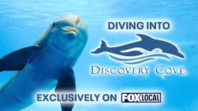 FOX 35 Special: Diving into Discovery Cove