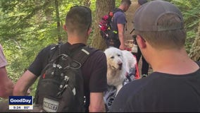 Talkers: Firefighters rescue 160lb puppy