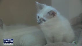 Seattle Humane uses TikTok to find forever homes
