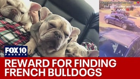 3 French Bulldogs stolen on Christmas