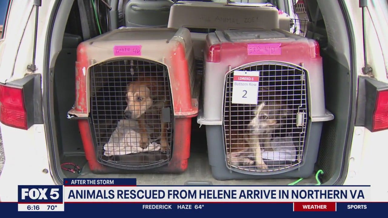 Rescue Efforts Bring Animals from Hurricane Helene