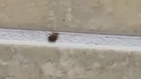 Waukesha Kwik Trip has bed bugs