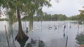 Orlando welcomes 6 new swans to Lake Eola