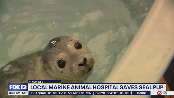 WA marine animal hospital saves seal pup