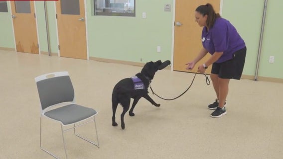 Service dogs for people with diabetes