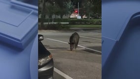 Wild hog spotted roaming Publix parking in Florida