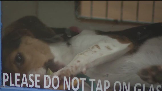 Pet store owners say a child was used to steal puppies