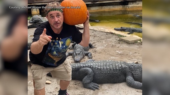 'Gator Crusader' celebrates Halloween with pumpkin-smashing alligators