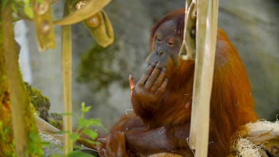 Saving Wildlife: The Orangutan