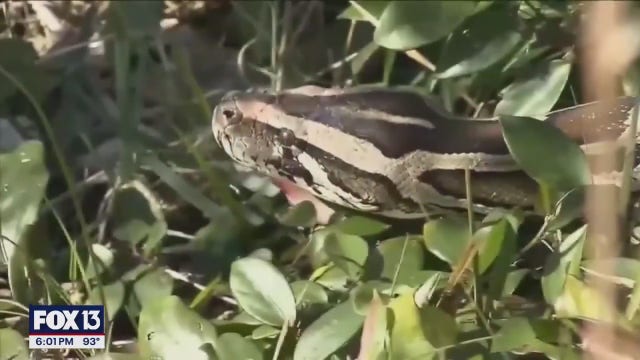 Robotic rabbits join fight against invasive pythons in Florida Everglades
