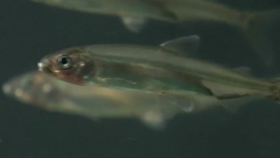 Trump Administration pulls funding for endangered CA fish