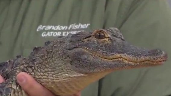 Living with gators: Safety tips from an expert