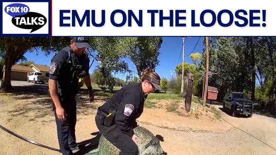 Emu on the loose captured | FOX 10 Talks