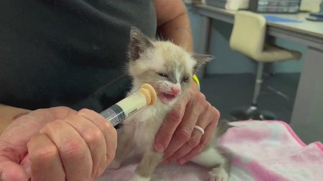 Good Samaritans save cats inside crate dumped on Palm Bay road