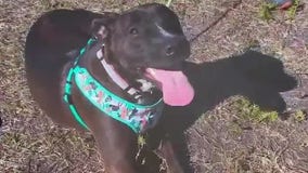 Dog recovering one month after being shot