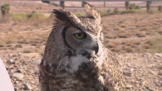 Liberty Wildlife encouraging people to help AZ wildlife